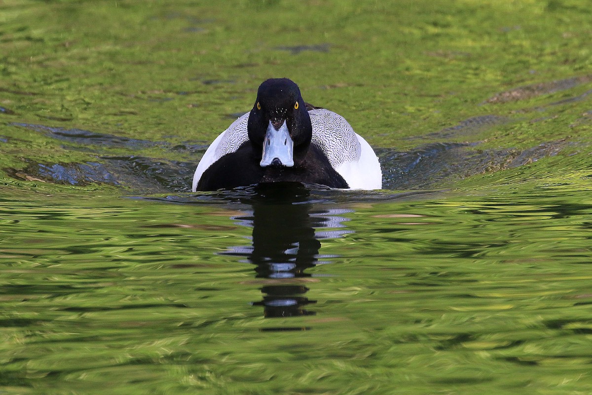 斑背潛鴨 - ML644326816