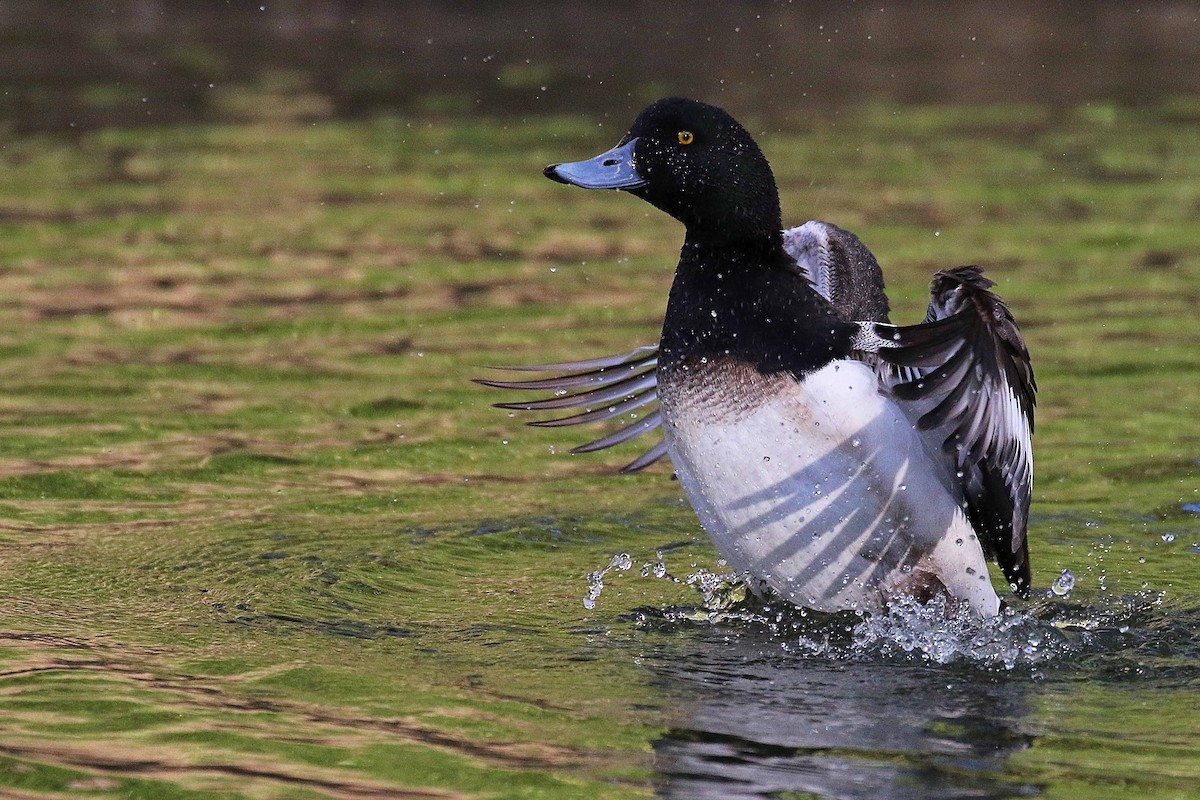 斑背潛鴨 - ML644326817