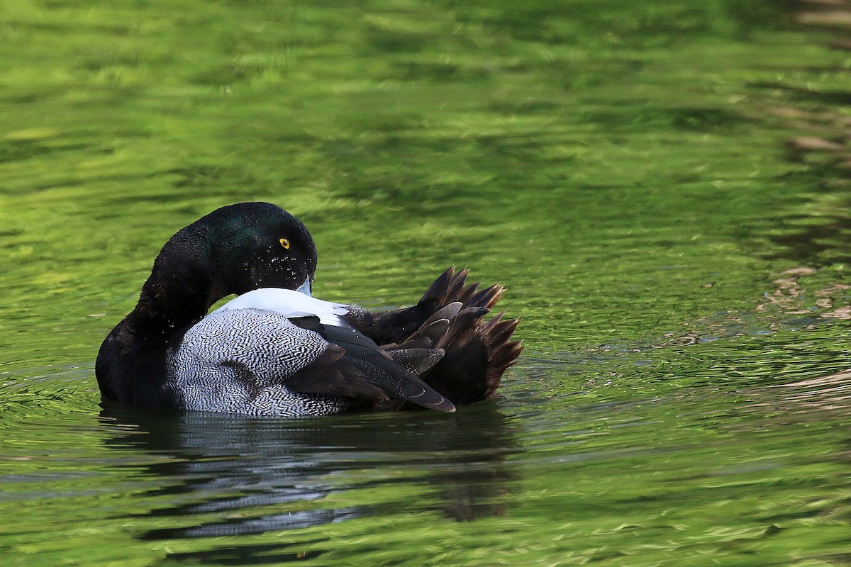 斑背潛鴨 - ML644326818