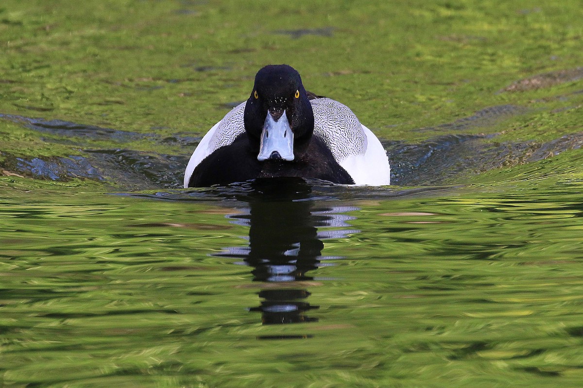 斑背潛鴨 - ML644326819