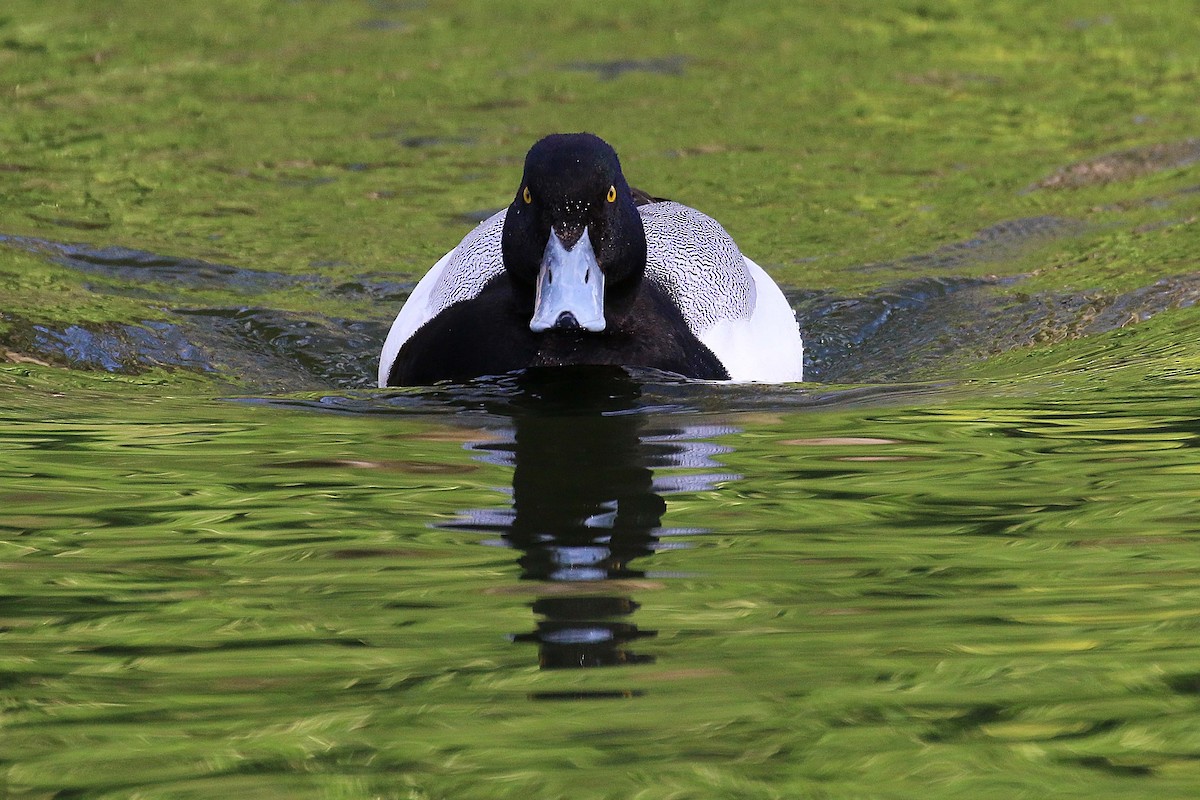 斑背潛鴨 - ML644326820