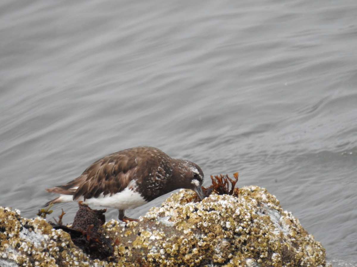 kamenáček černohlavý - ML644326822