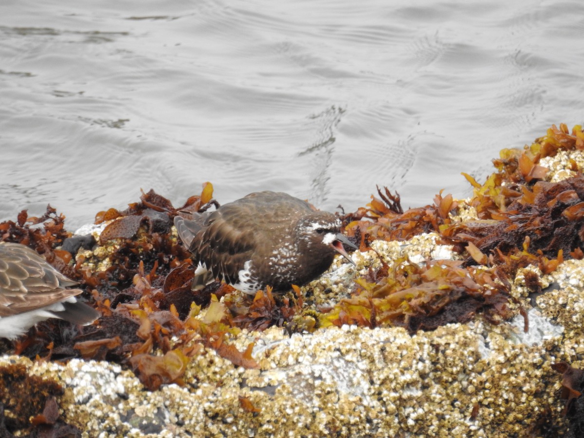 kamenáček černohlavý - ML644326823