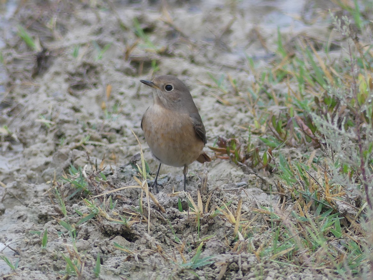 Эгэл гал сүүлт - ML644326824