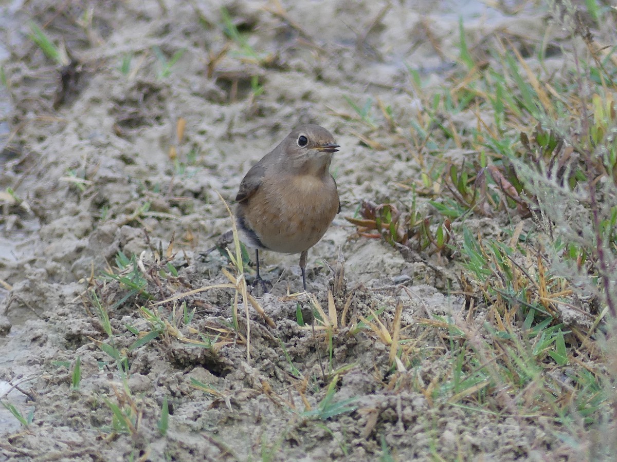 Эгэл гал сүүлт - ML644326826