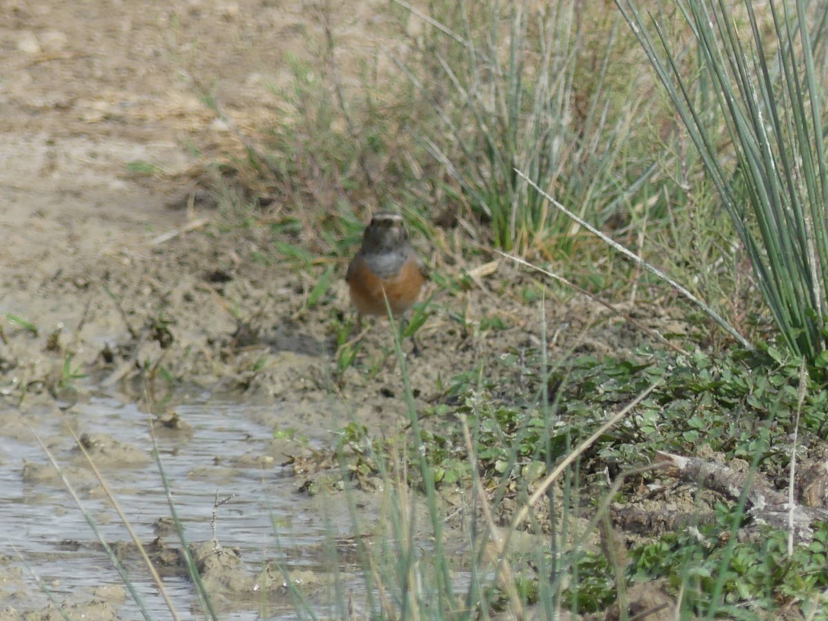 Эгэл гал сүүлт - ML644326833