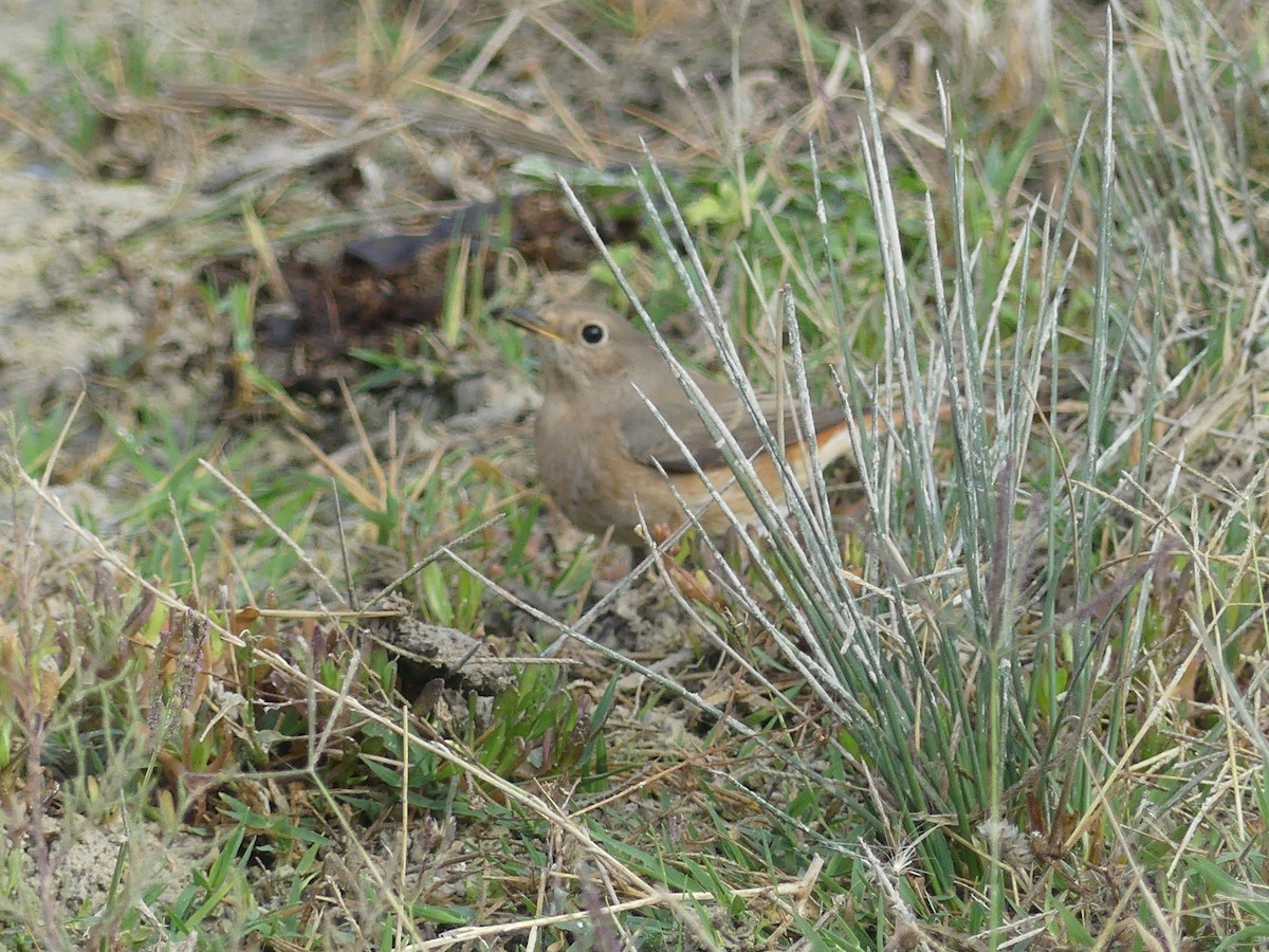 Эгэл гал сүүлт - ML644326834