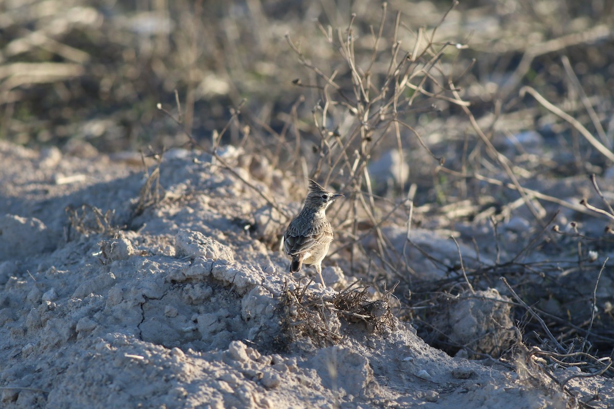 krattopplerke - ML644326836