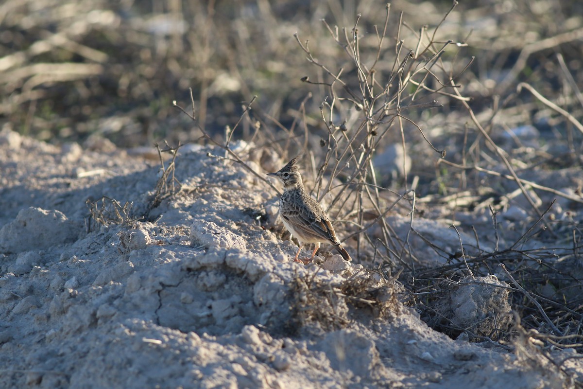 krattopplerke - ML644326837