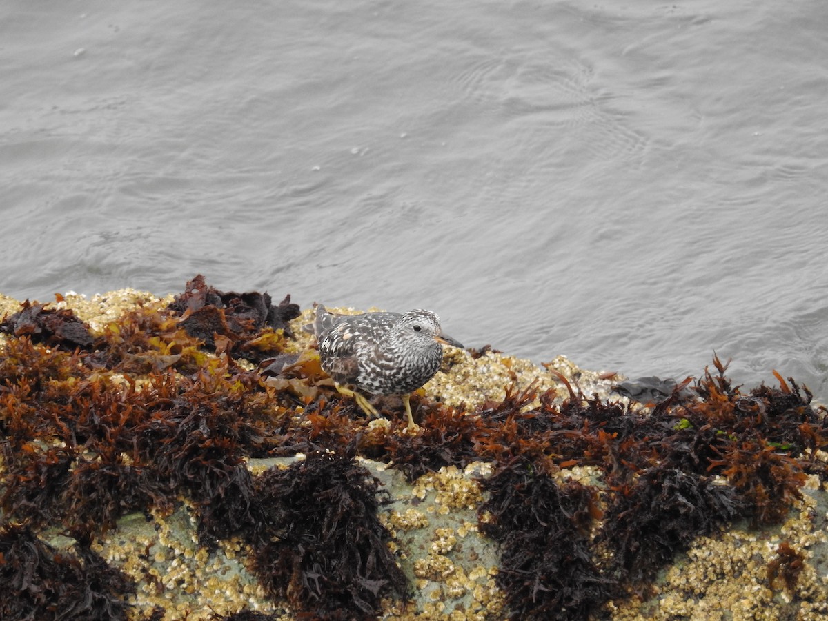 Surfbird - ML644326851