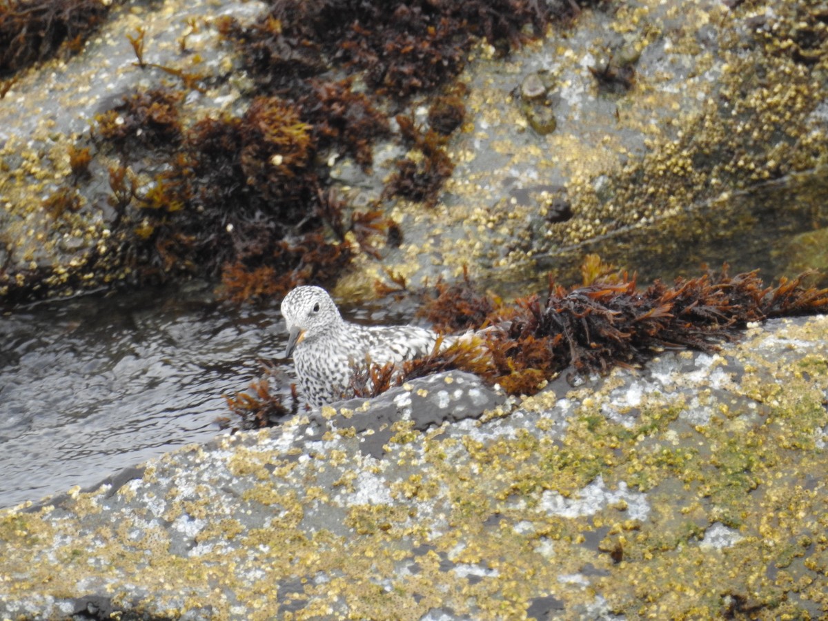 Surfbird - ML644326852