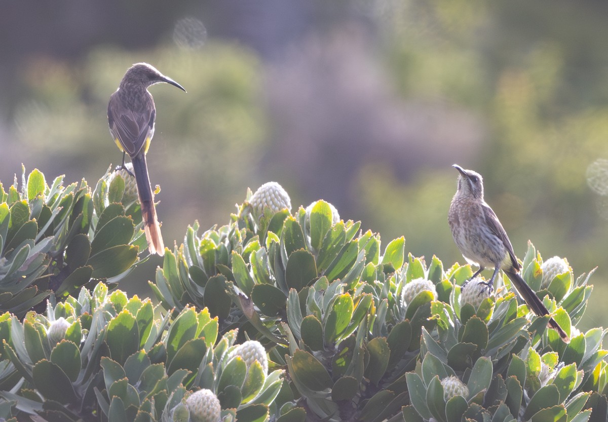 Cape Sugarbird - ML644326859
