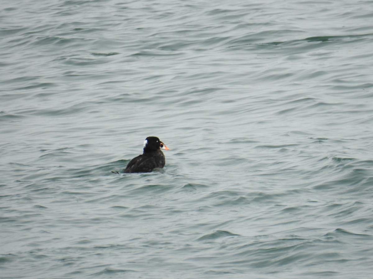 Surf Scoter - ML644326862