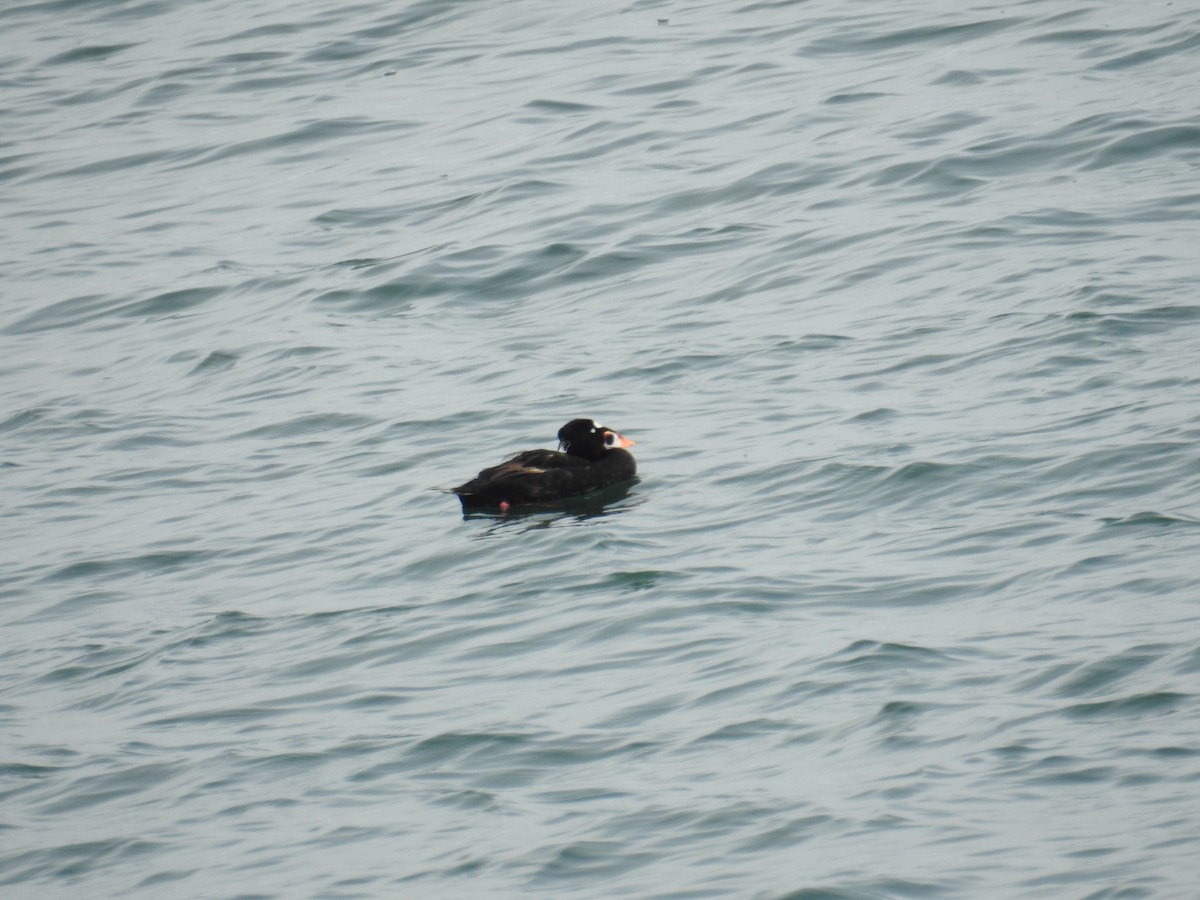 Surf Scoter - ML644326863