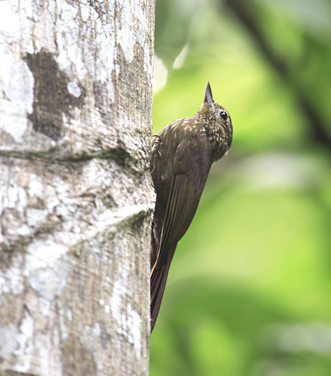 チビオニキバシリ - ML644326864