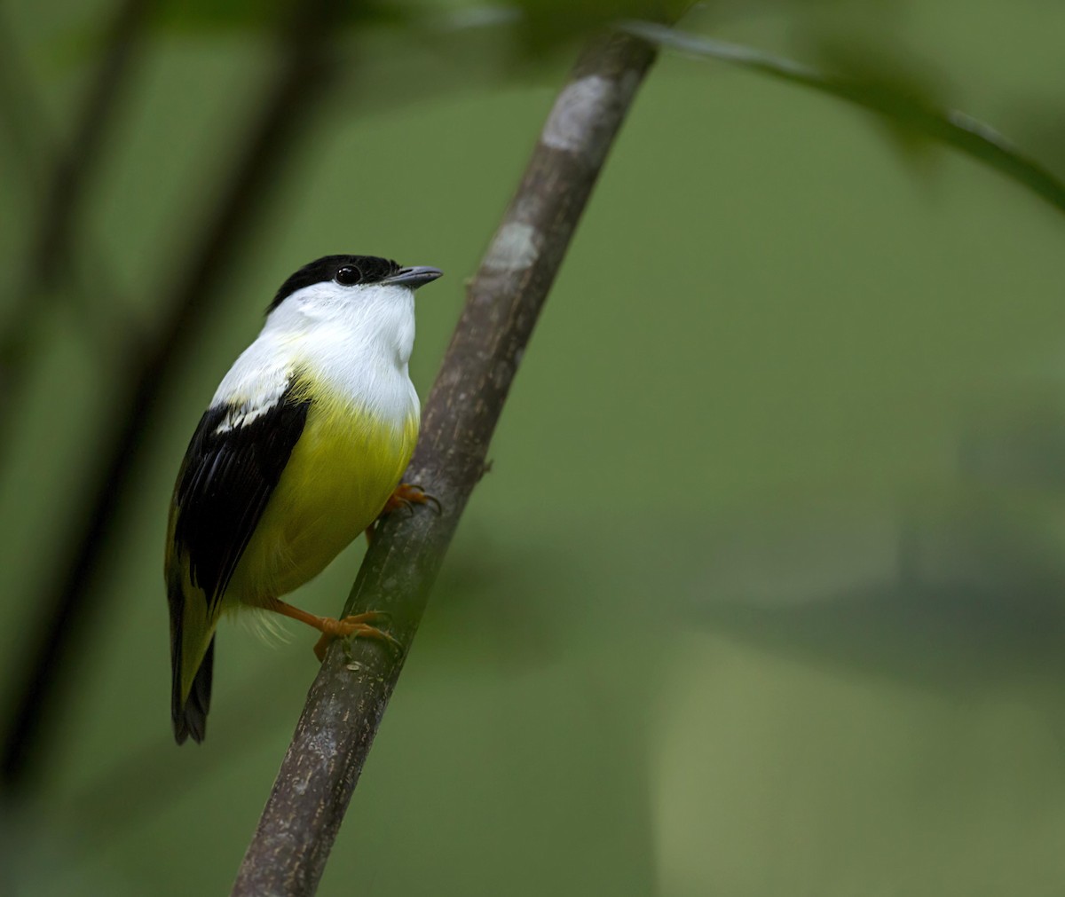 White-collared Manakin - ML644326872