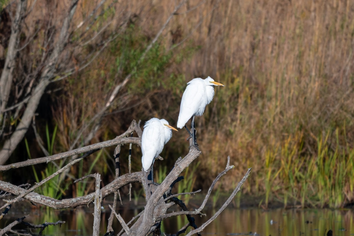 Great Egret - ML644326873