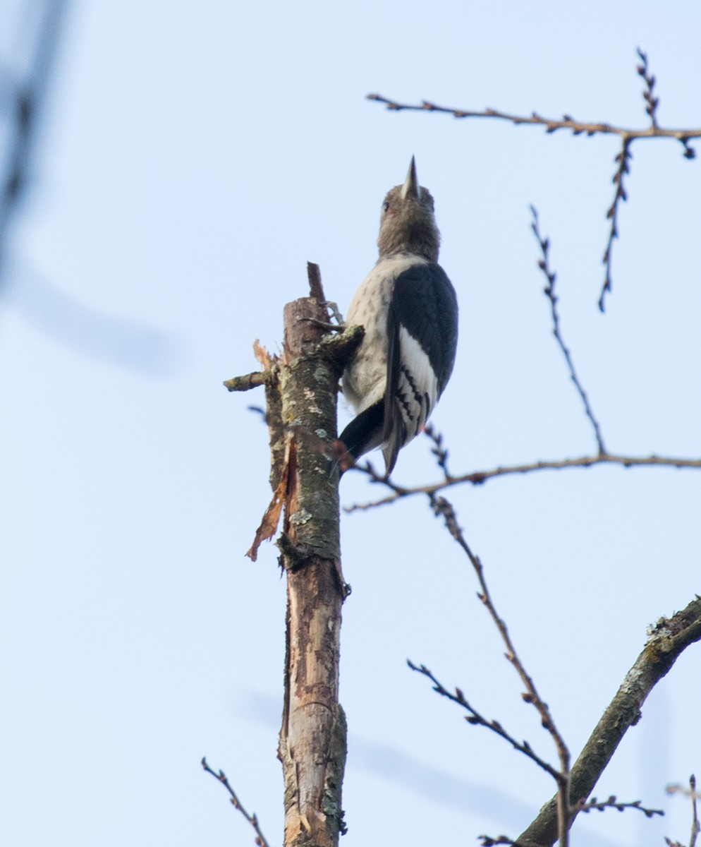 Гіла червоноголова - ML644326877