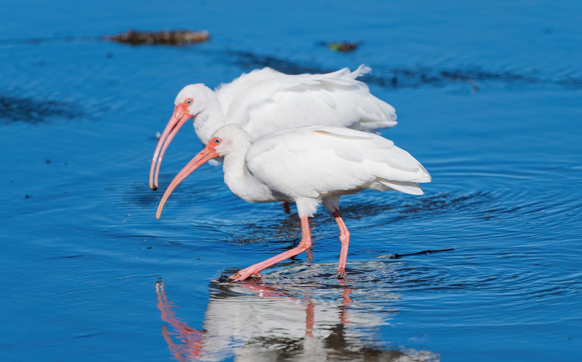 White Ibis - ML644326879