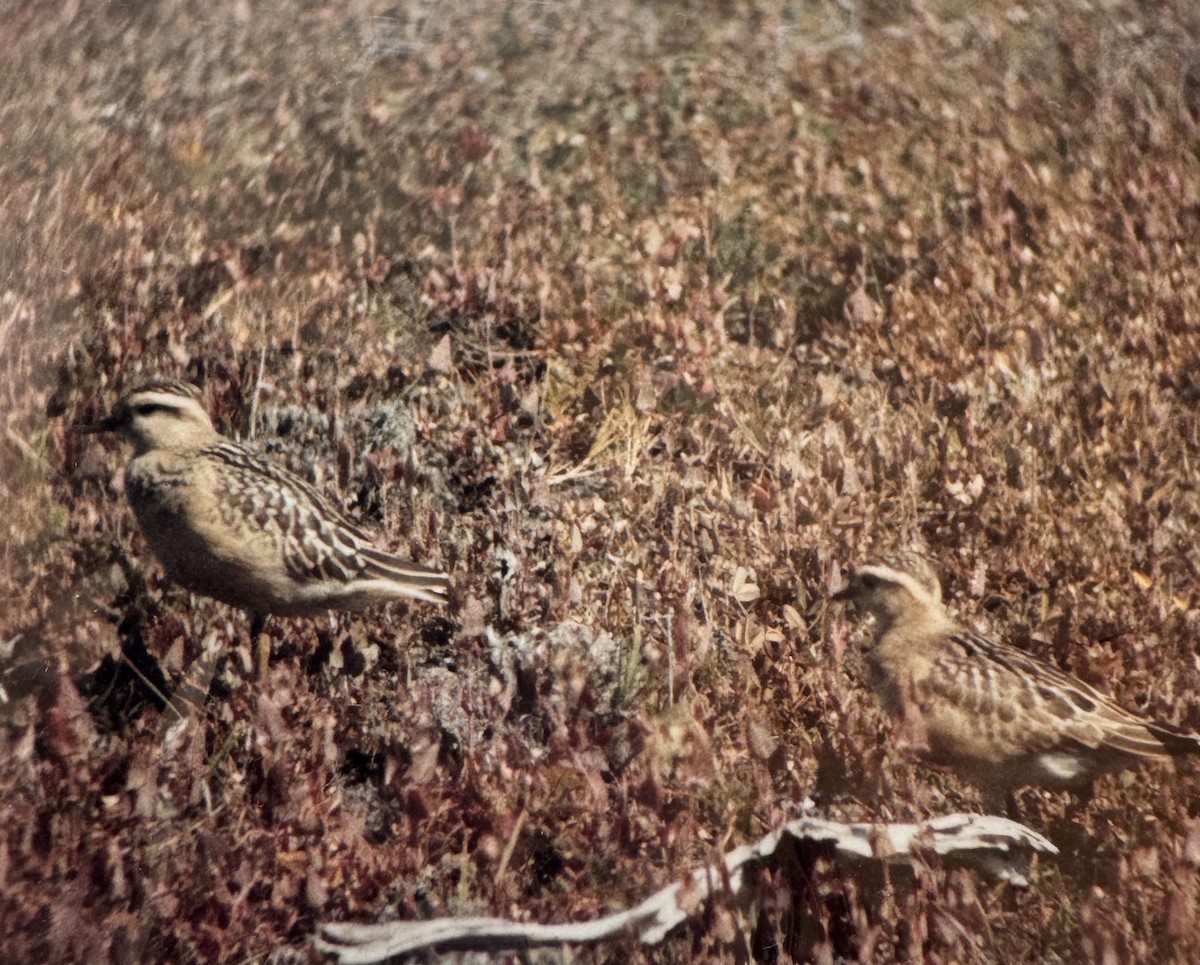 Eurasian Dotterel - ML644326882