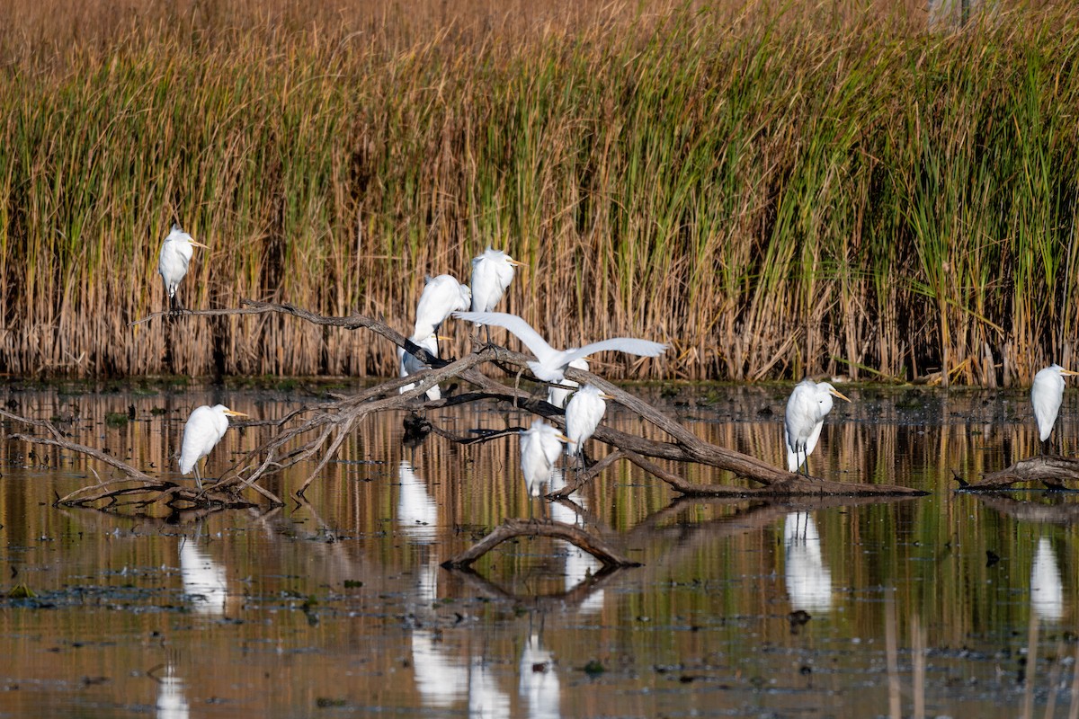 Great Egret - ML644326887
