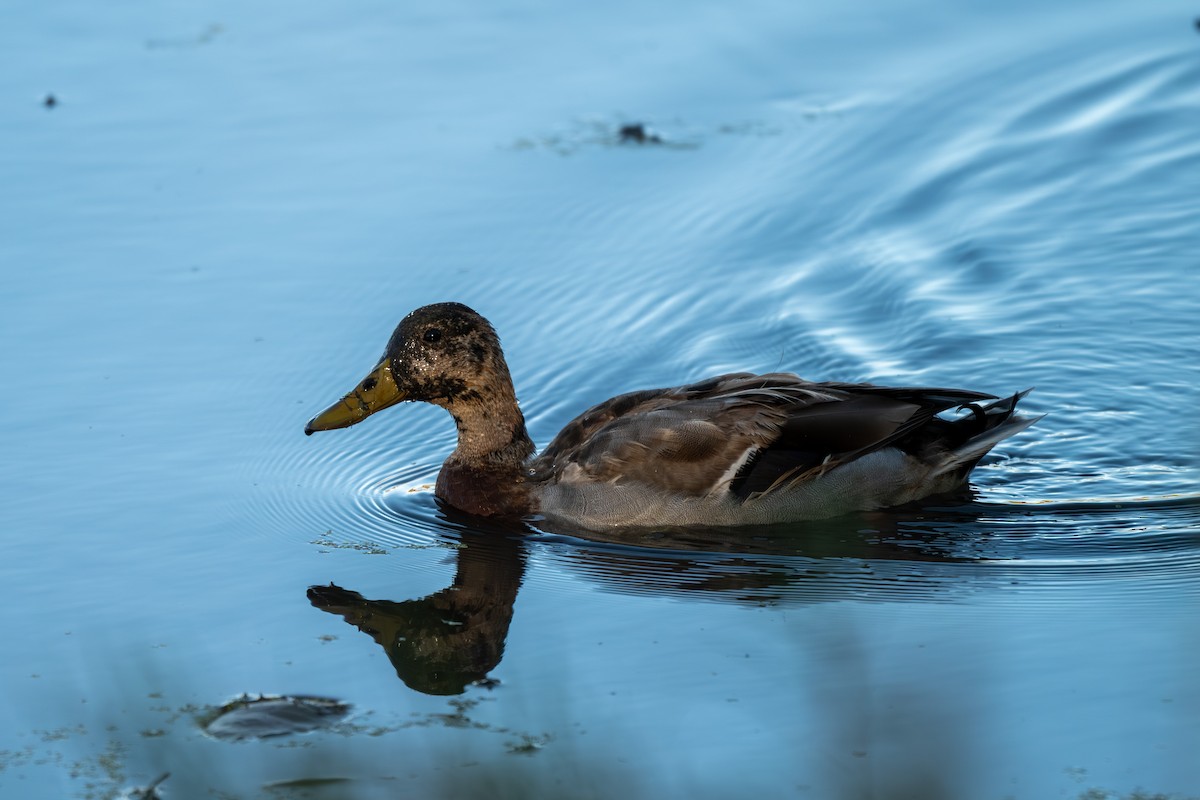 Mallard - ML644326893