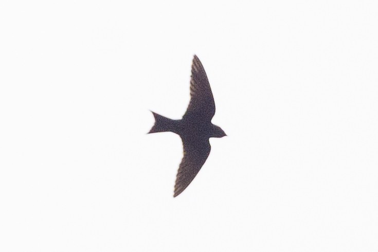 Purple Martin - ML644326894