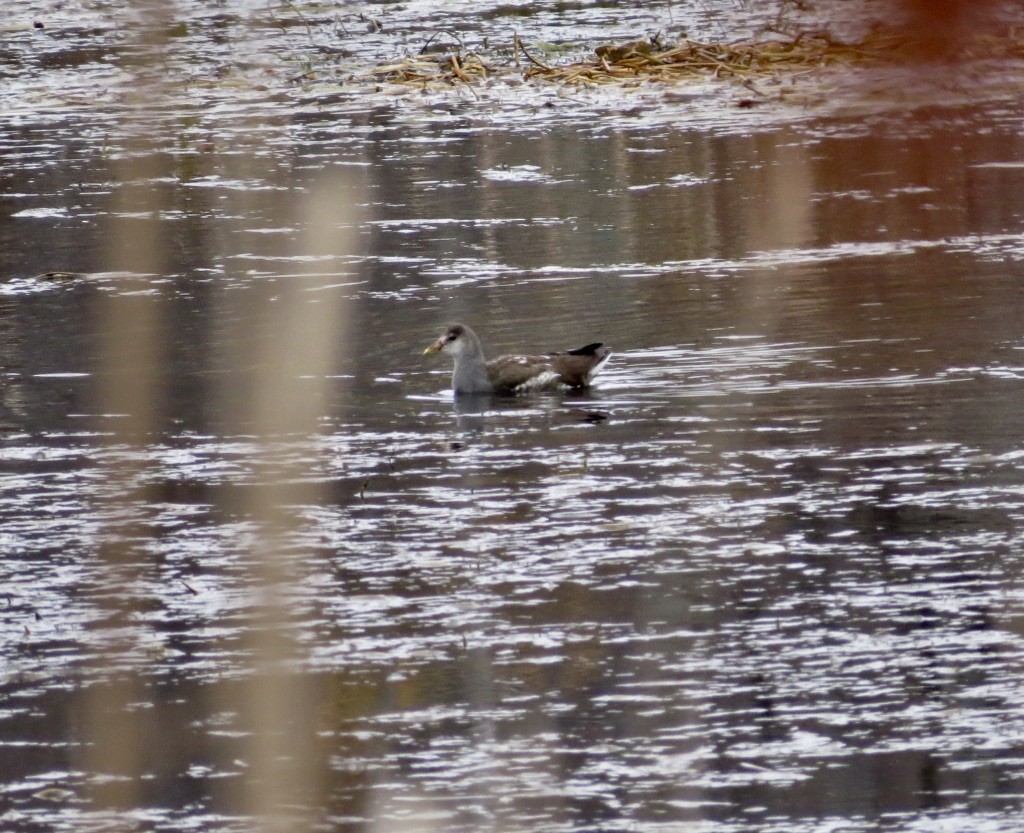 Common Gallinule - ML644326911