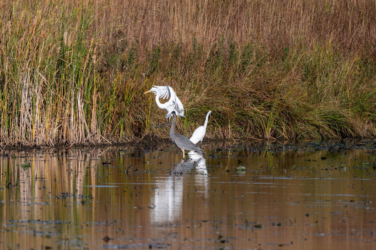 Great Egret - ML644326915