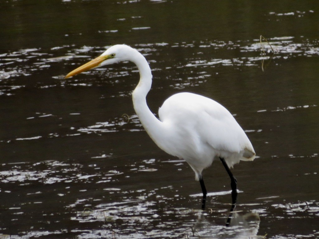 Great Egret - ML644326918