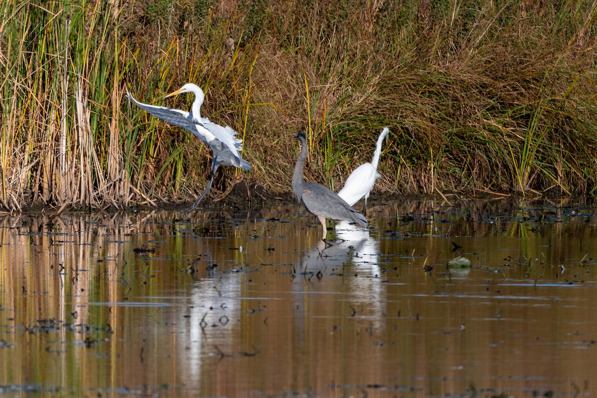 Great Egret - ML644326919