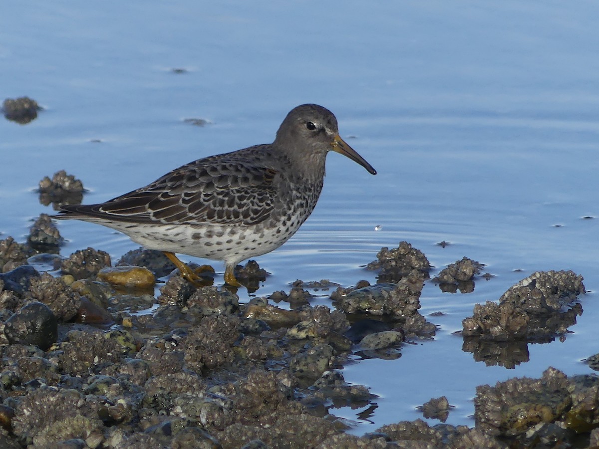 klippesnipe - ML644326922