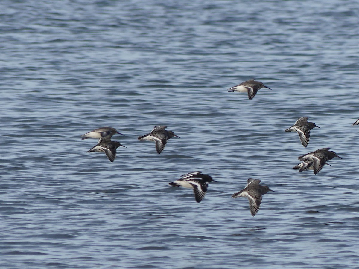 klippesnipe - ML644326923