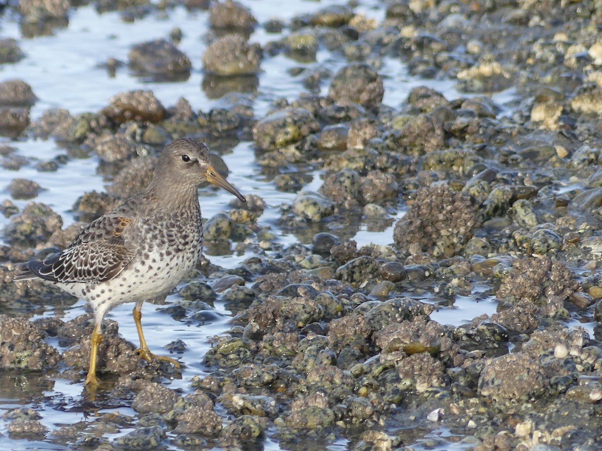 klippesnipe - ML644326924