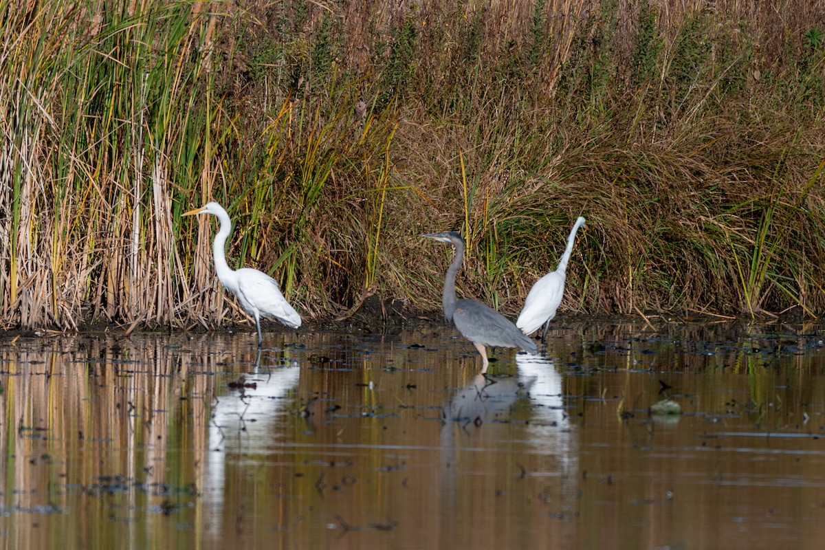 Great Egret - ML644326925