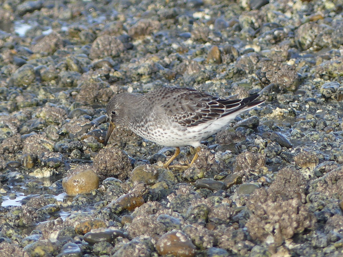 klippesnipe - ML644326926