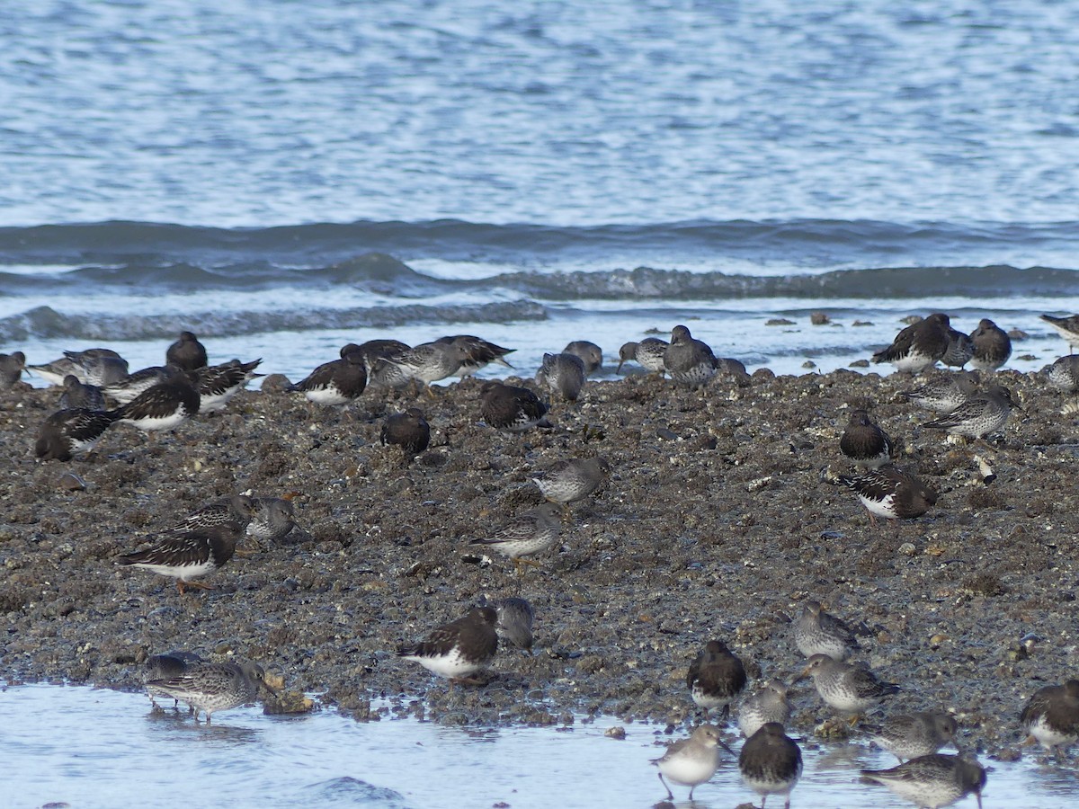 kamenáček černohlavý - ML644326948