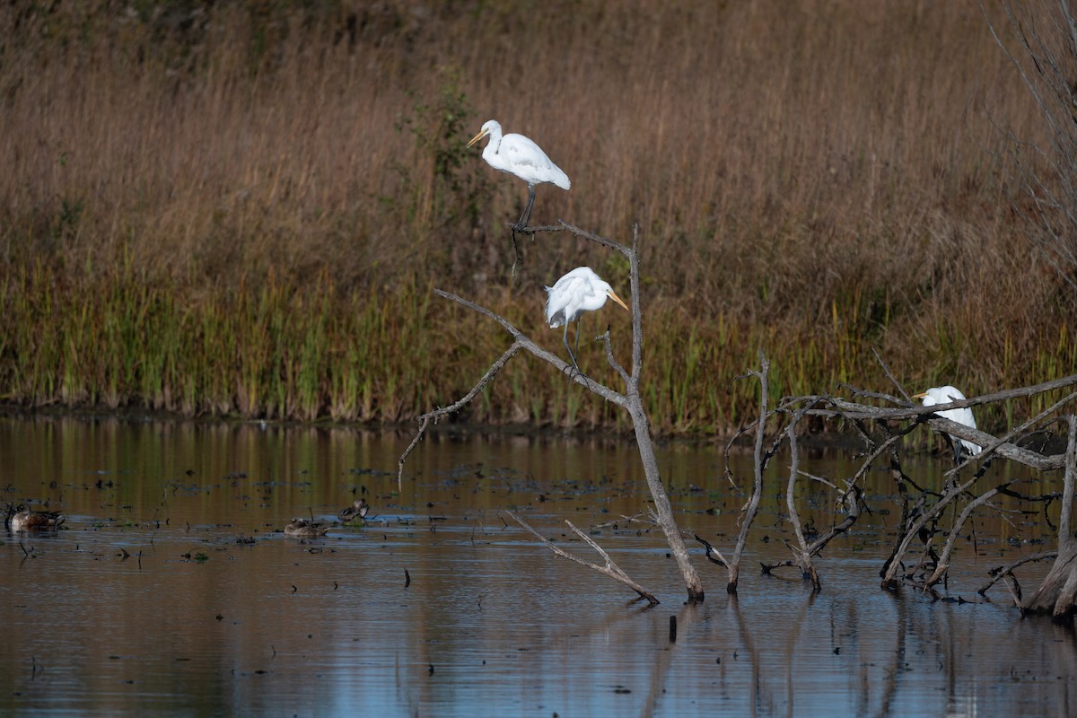 Great Egret - ML644326955