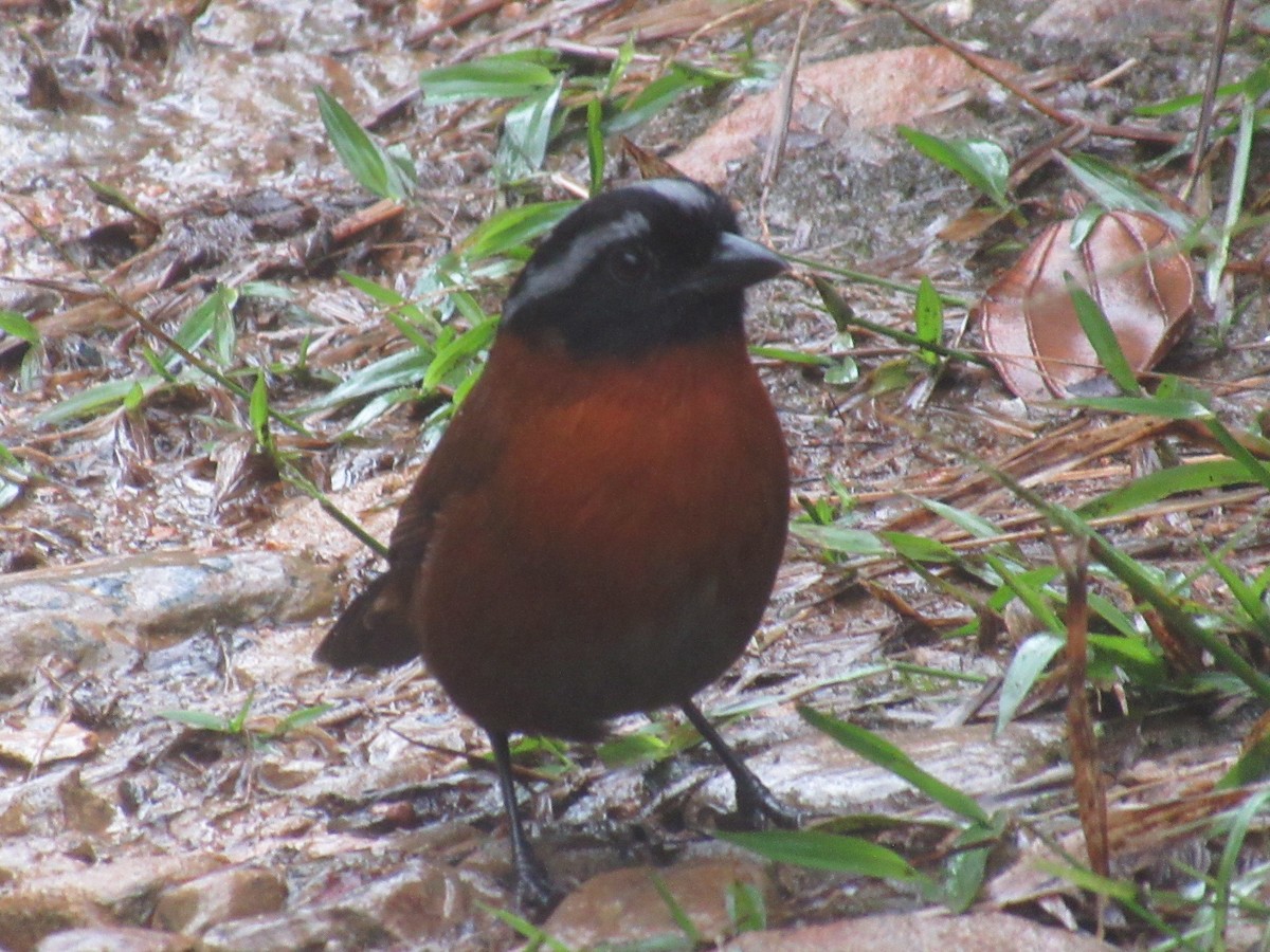 Tanager Finch - ML644326956