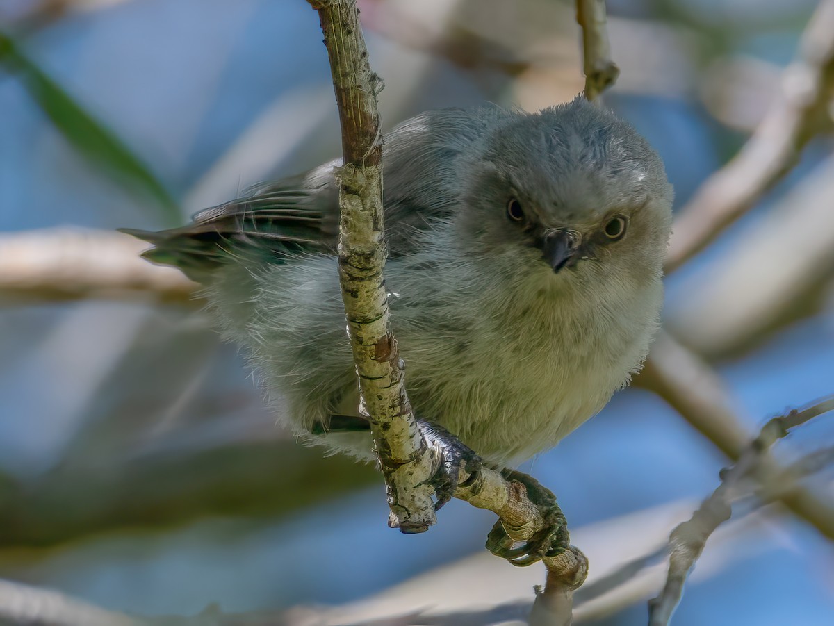 ヤブガラ - ML644326963