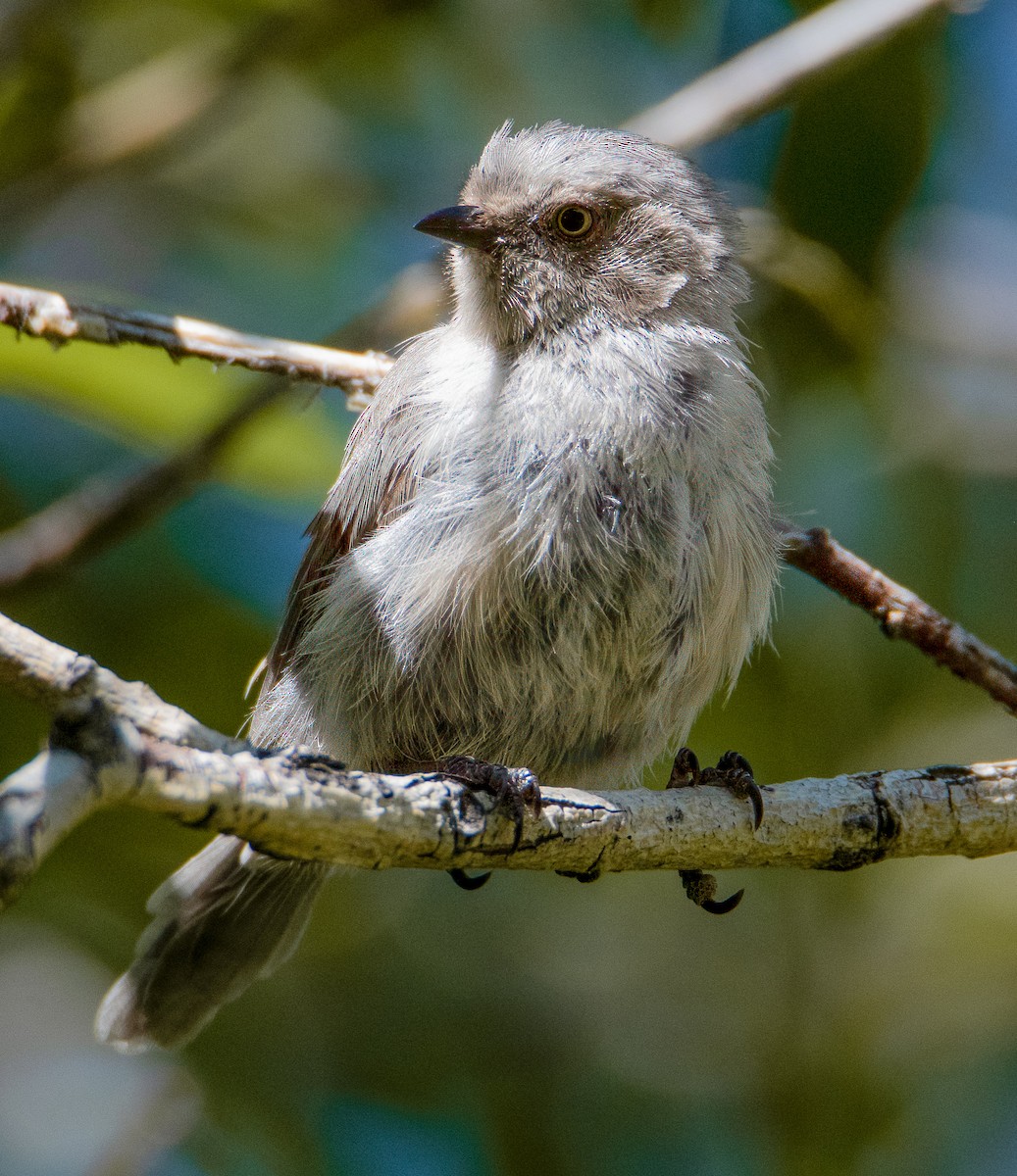 ヤブガラ - ML644326964