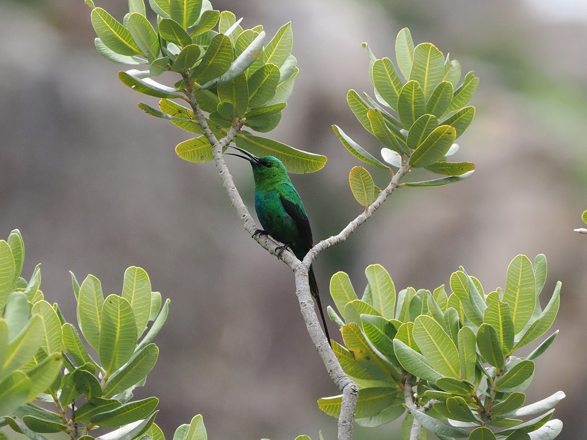 Malachite Sunbird - ML644326969
