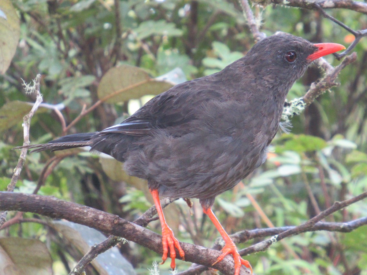 Great Thrush - ML644326970