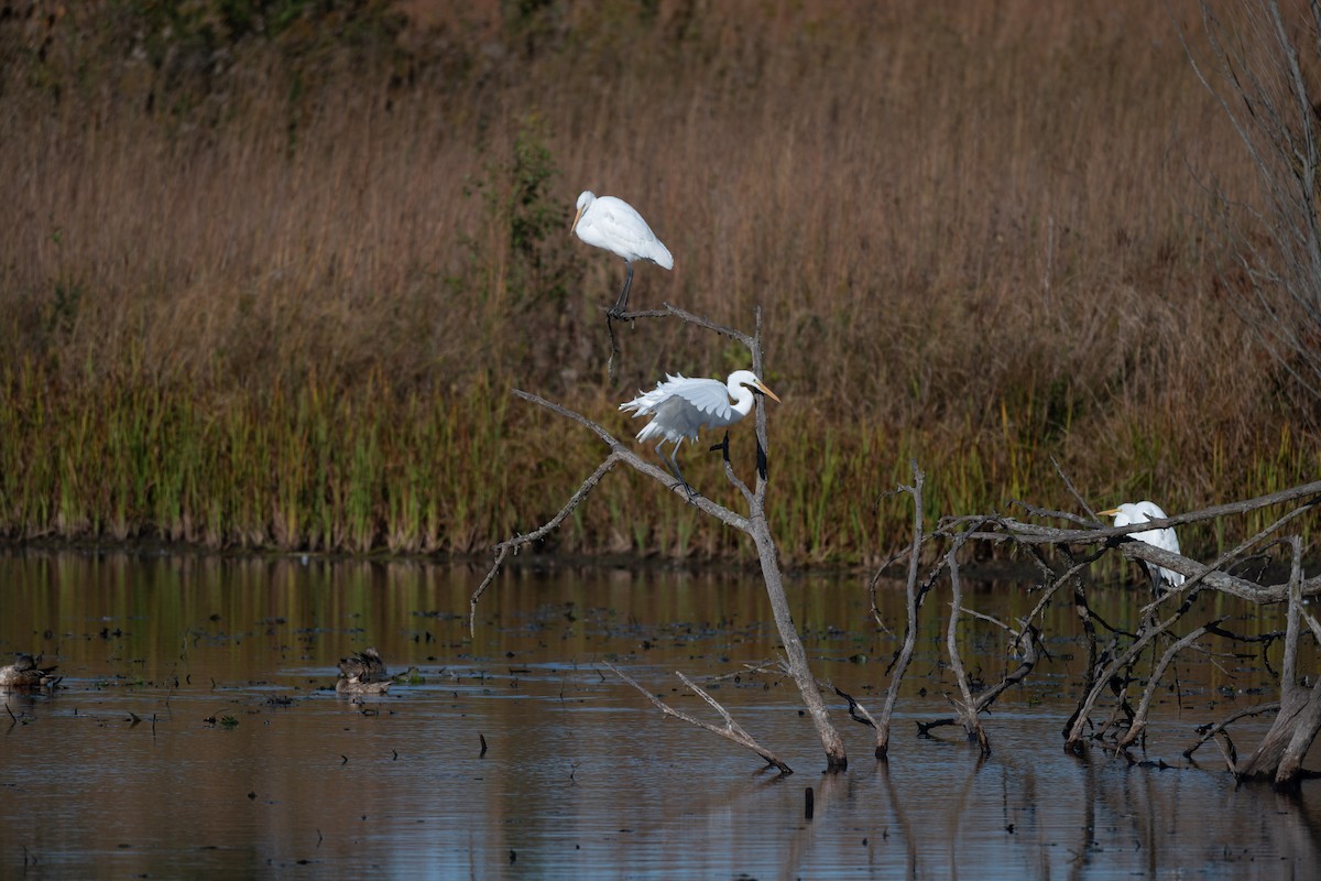 Great Egret - ML644326971