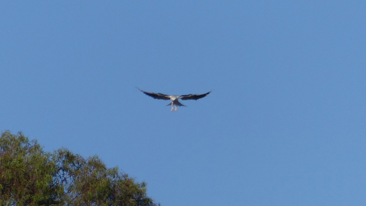 White-tailed Kite - ML644326974