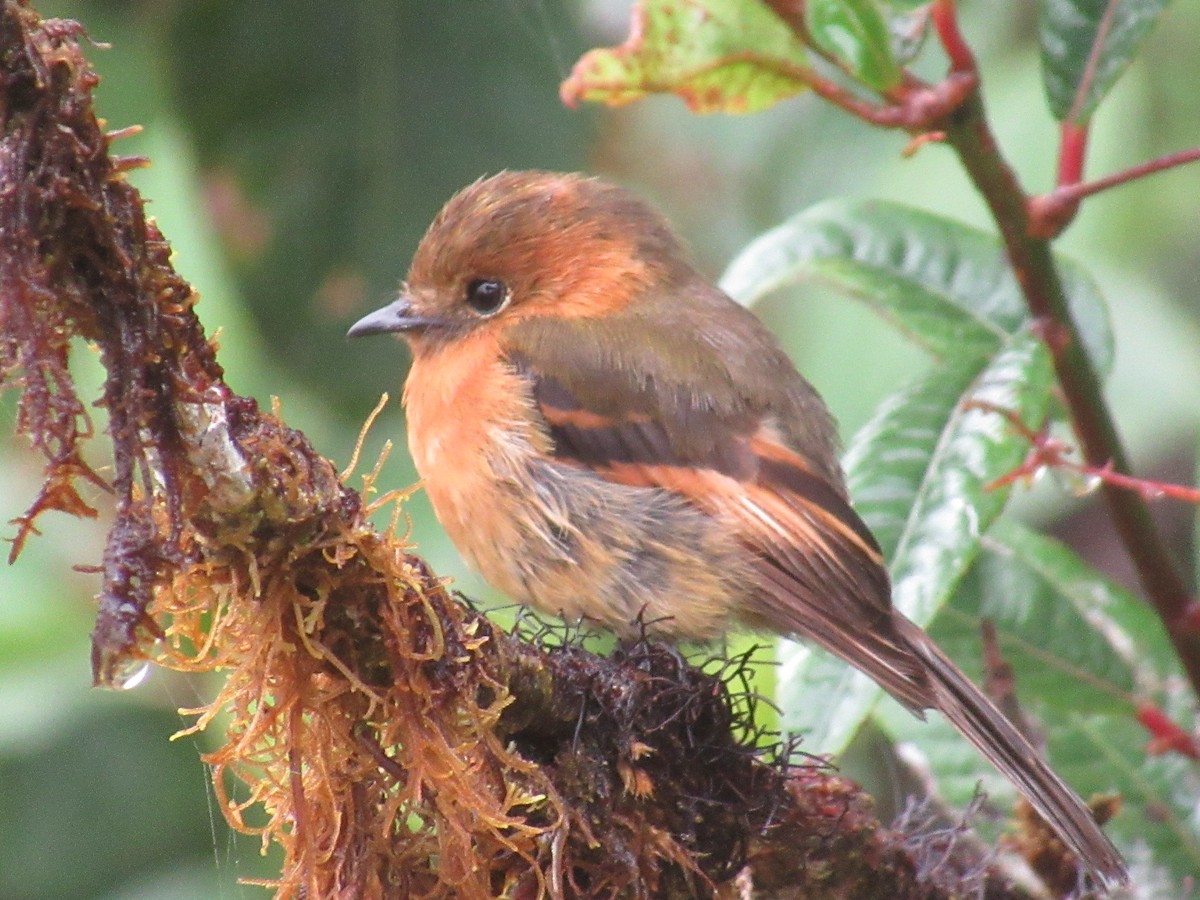 Cinnamon Flycatcher - ML644326978