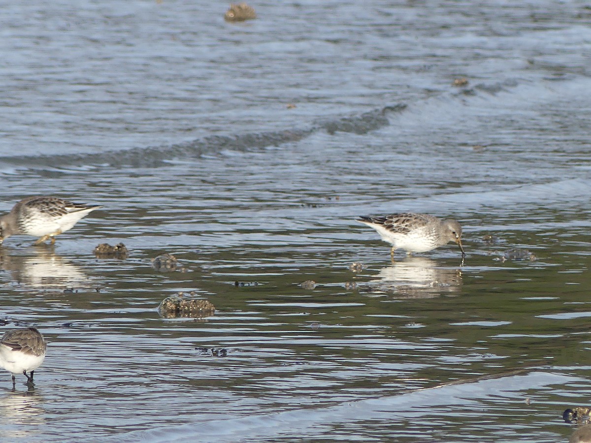 klippesnipe (ptilocnemis) - ML644326984