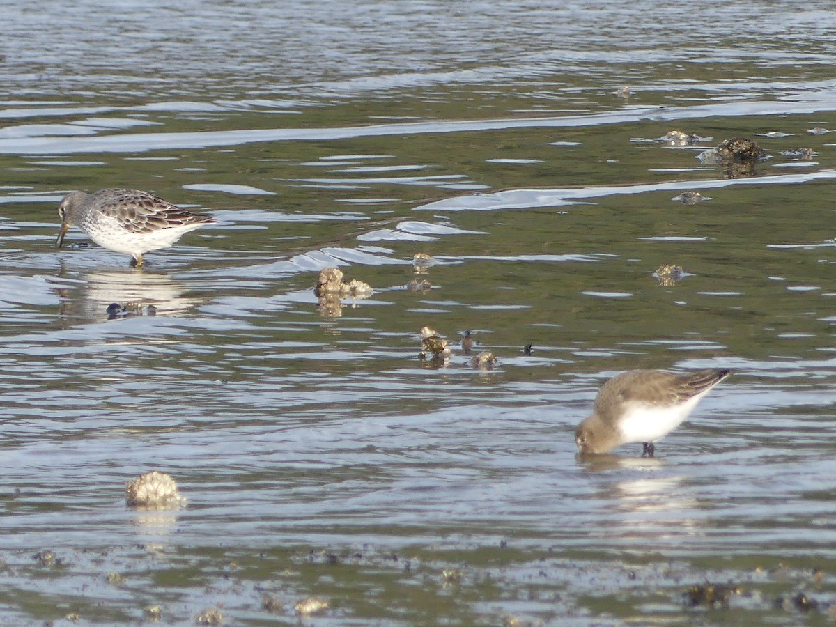 klippesnipe (ptilocnemis) - ML644326985