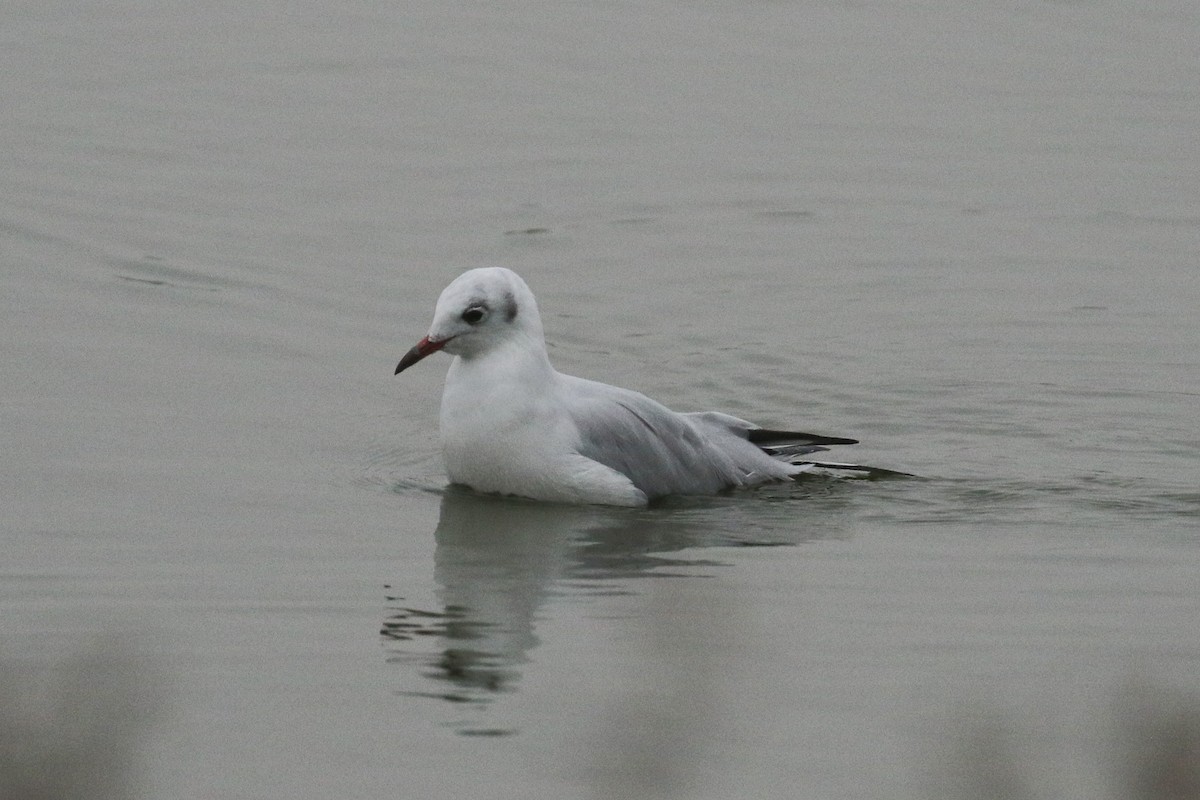 ユリカモメ - ML644326994