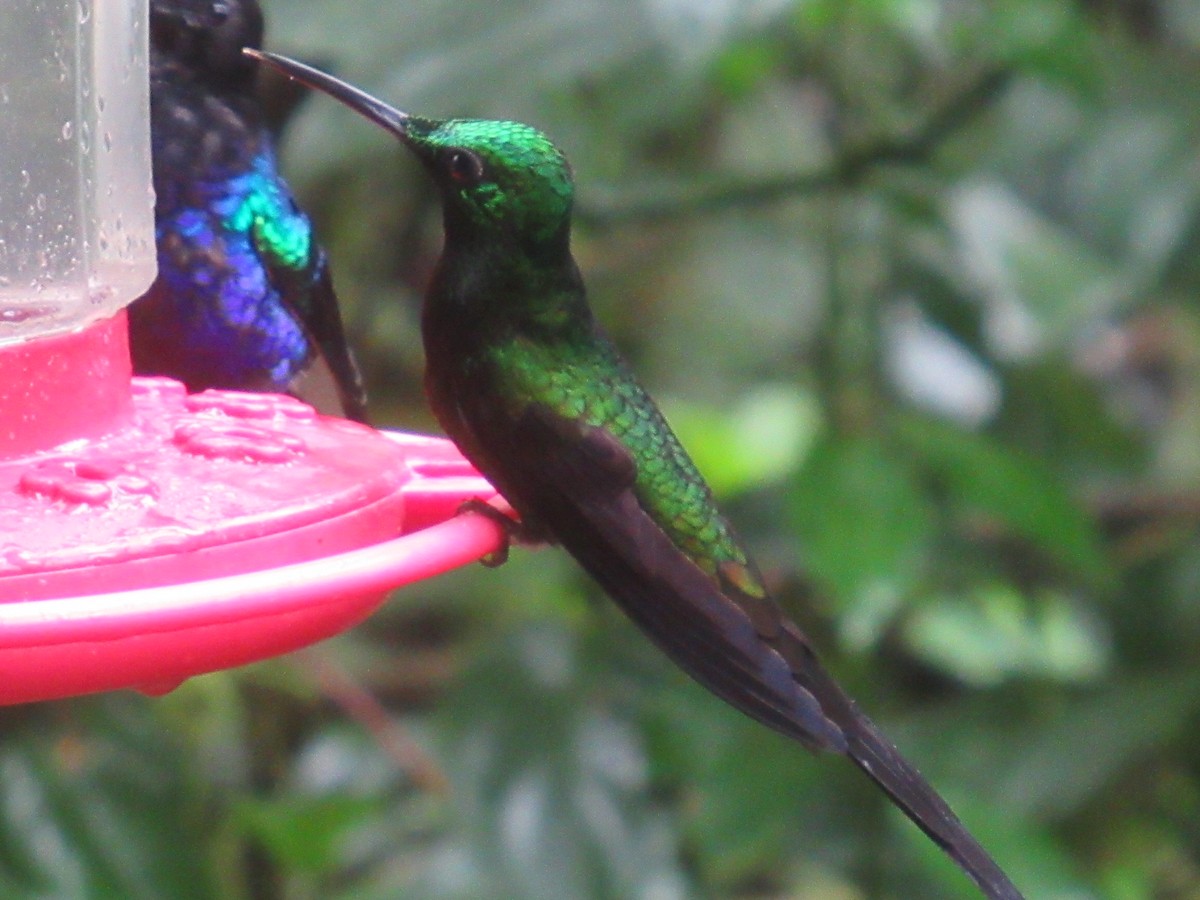 gaffelbriljant - ML644326995